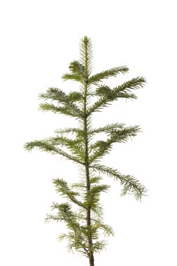 Natural small Christmas spruce clipart