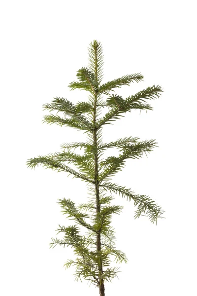 stock image Natural small Christmas spruce