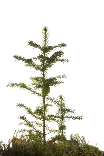 Two natural small Christmas spruce — Stock Photo, Image
