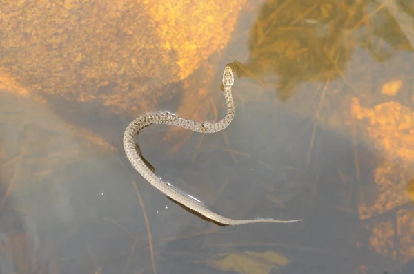 물 속에서 수영 하는 뱀 — 스톡 사진