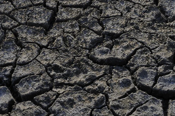 stock image The earth covered with cracks and flies