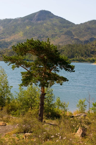 Lonely pine — Stock Photo, Image