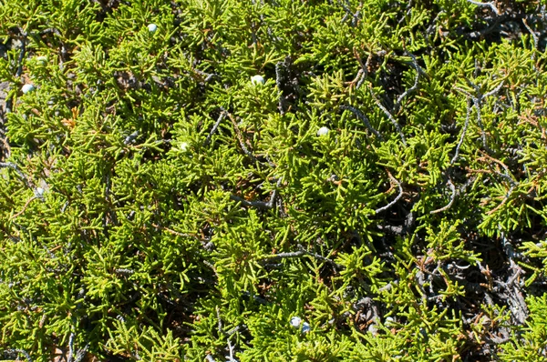 stock image Plant on a stone