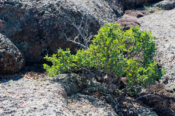 Stock image Plant on a stone