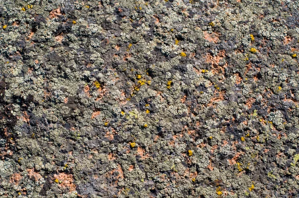 Moos auf einem Stein — Stockfoto