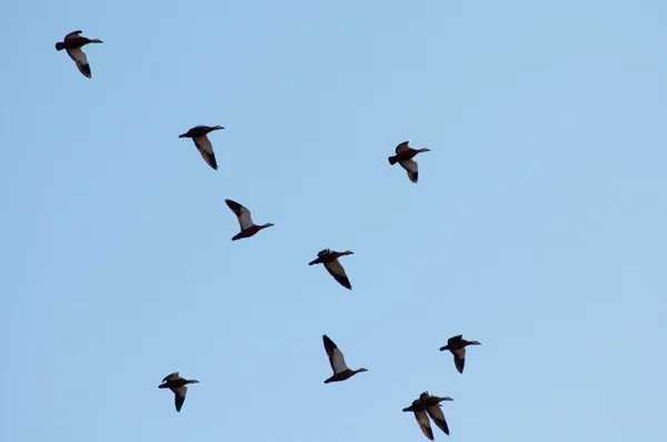Kaczki krzyżówki — Zdjęcie stockowe
