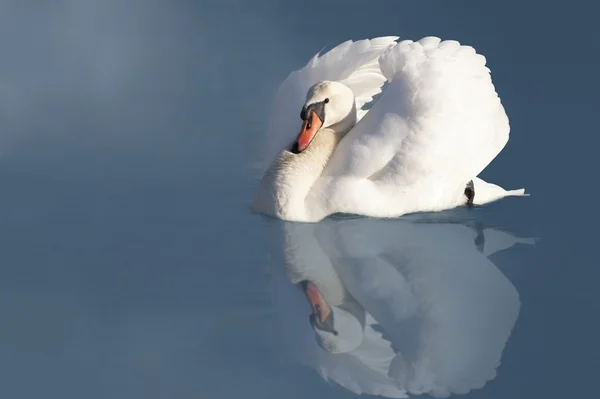 Zen swan — Stock Photo, Image