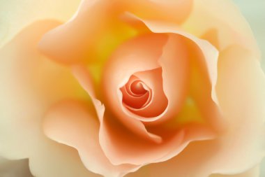 Beautiful beige rose