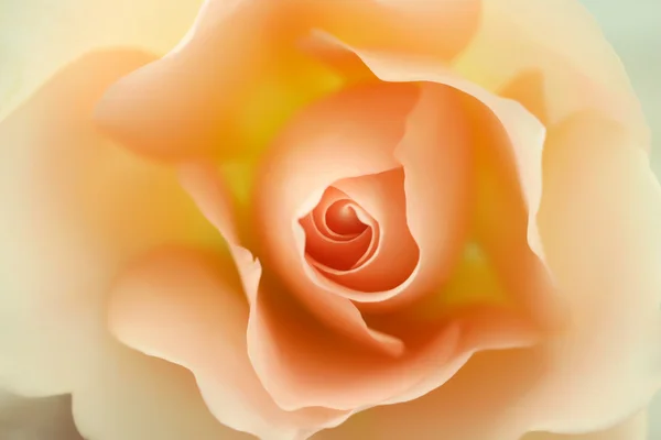 Schöne beige Rose — Stockfoto