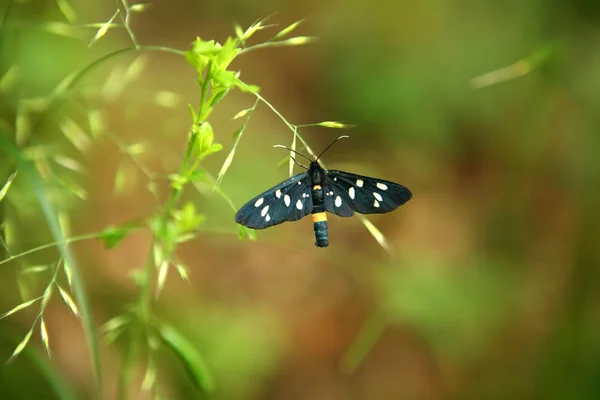 Stock image The Nine-spotted moth