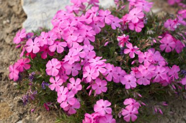 Pink mountain flower clipart