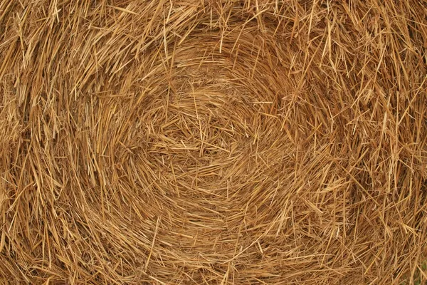 Closeup of a bale of hay — Stok fotoğraf