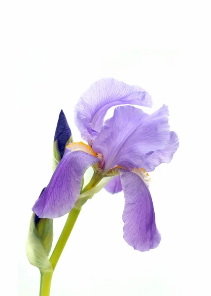 Iris barbuto viola — Foto Stock