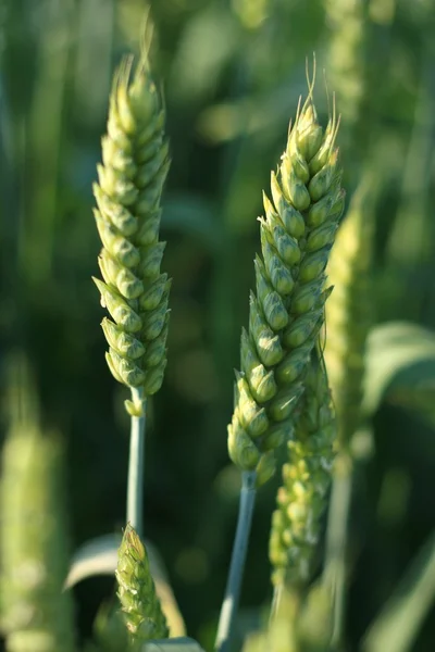 Dados relativos ao trigo — Fotografia de Stock