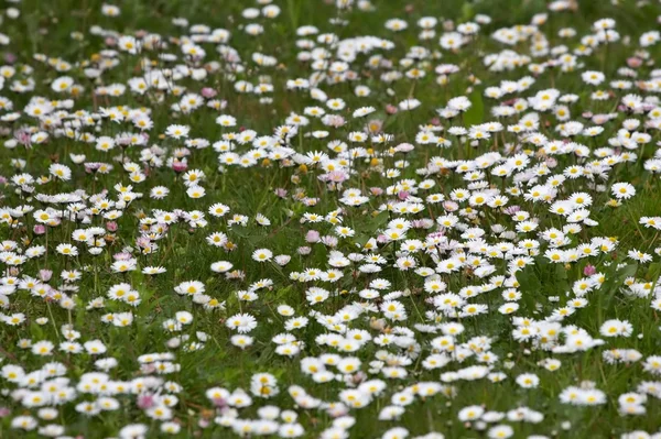 Daisy garden — Stock Photo, Image