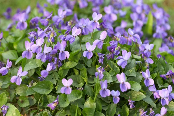 Violets in bloom — Stock Photo, Image