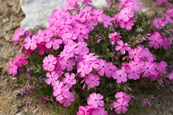 Pink mountain flower — Stock Photo, Image