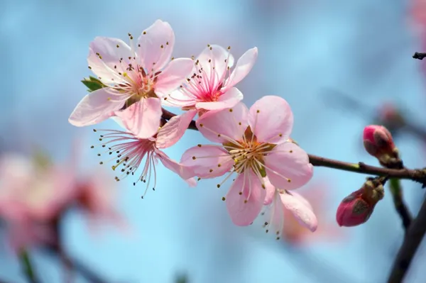 Цвітіння персика — стокове фото