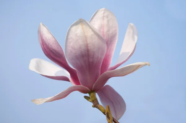 stock image Magnolia flower