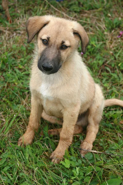 stock image A Cute Puppy