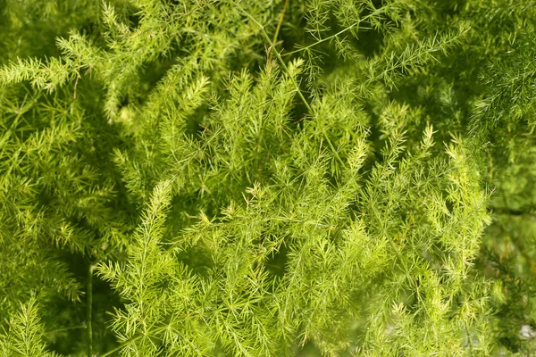 Planta verde —  Fotos de Stock