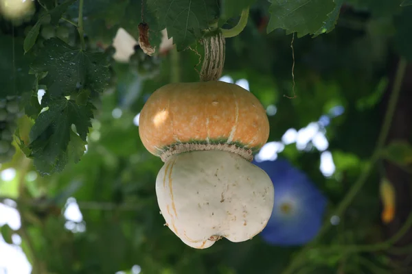 Stock image Decorative pumpkin