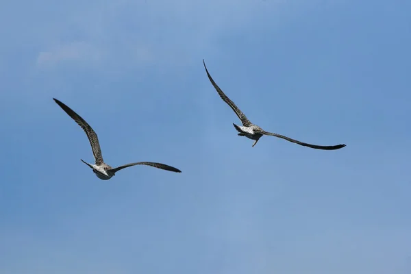 Dos gaviotas volando —  Fotos de Stock
