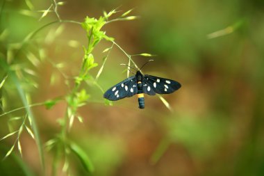 The Nine-spotted moth clipart