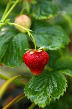 Strawberry in the garden clipart