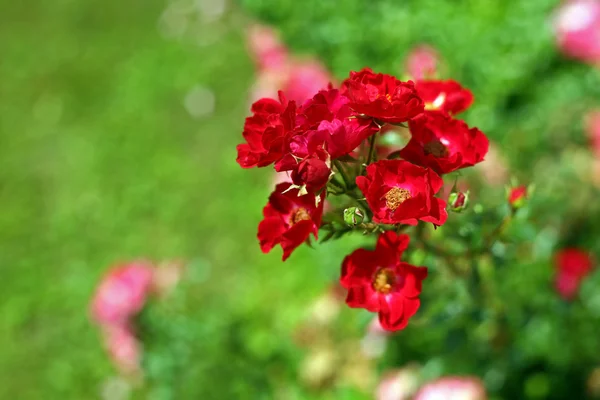 Stock image Red Rose bush