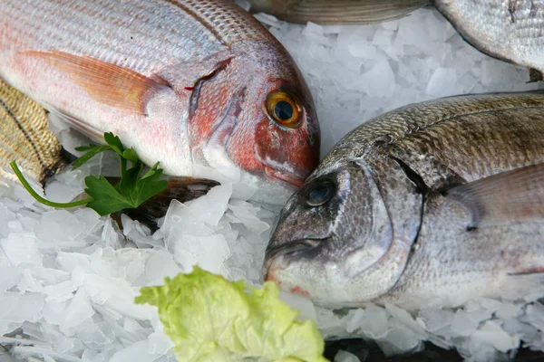 stock image Fresh fish