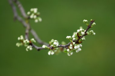 Plum white buds clipart