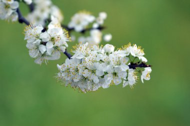 Plum white blossom clipart