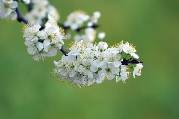 Plum white blossom — Stock Photo, Image