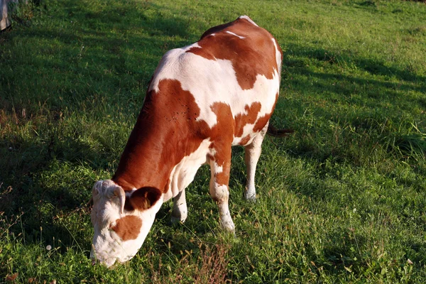 Vaca. —  Fotos de Stock