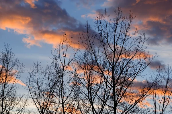 stock image Sunset in the forest