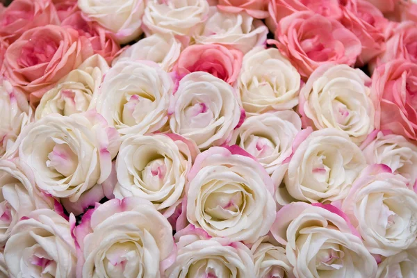 Stor massa flera rosa rosor — Stockfoto