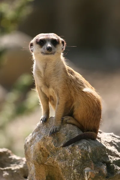 stock image Meerkat