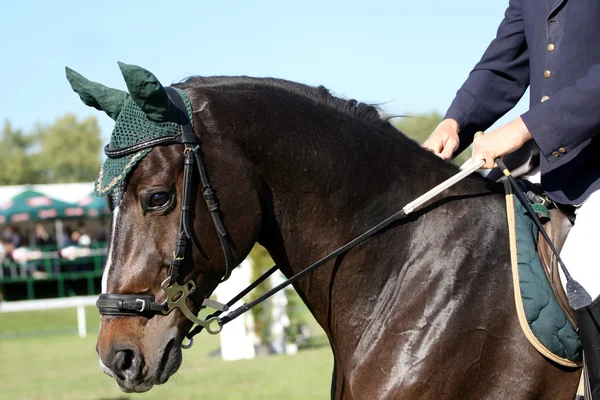 Brun arabian horse — Stockfoto