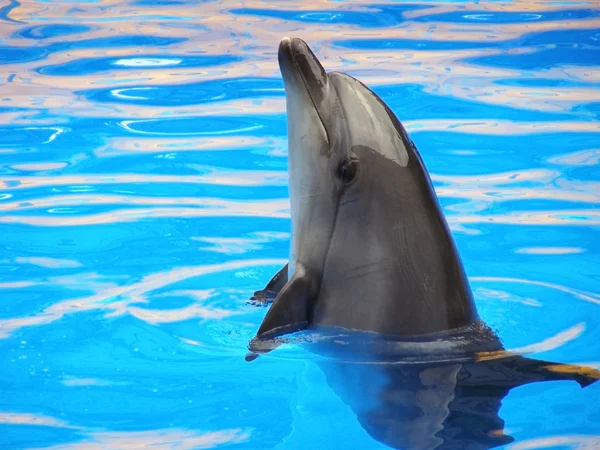 Δελφίνι σε μπλε νερό — Φωτογραφία Αρχείου