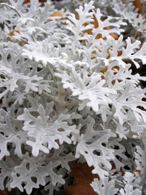 cineraria flowerbed içinde