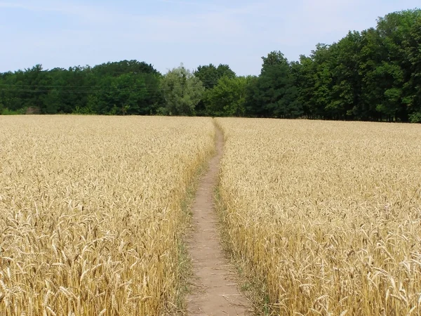 stock image Gold field with footpath