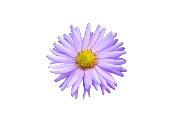 孤立的菊花 — 图库照片