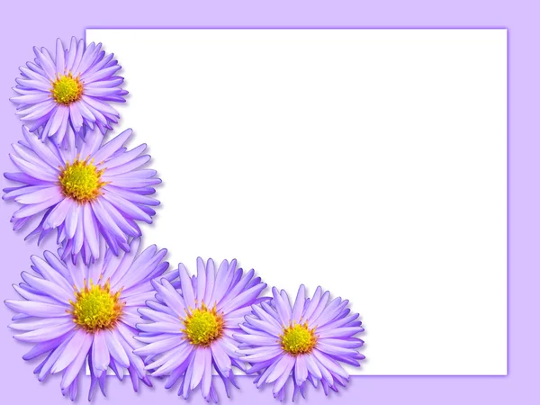 Chrysanthemum - card — Stock Photo, Image