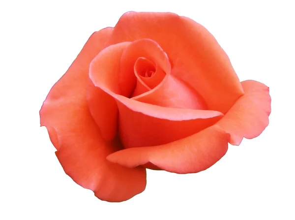 Rosa de la carnadina, aislada — Foto de Stock