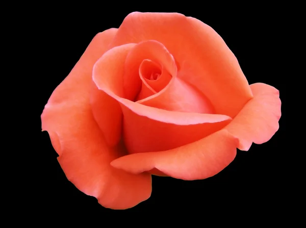 Роза инкарнадин, изолированная — стоковое фото