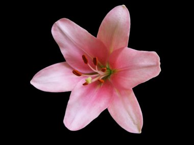 izole - pembe lily siyah