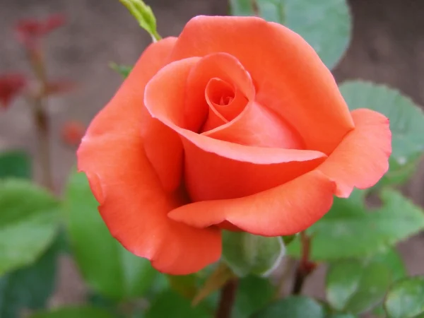 Rosa de encarnina — Foto de Stock