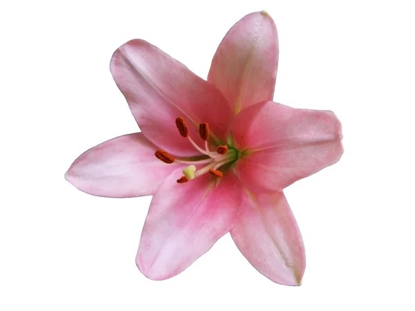 핑크 릴리 절연 — 스톡 사진
