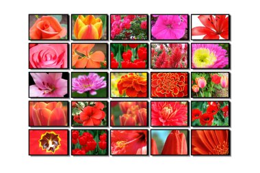 Color multidisplay, tv, monitors, flower clipart